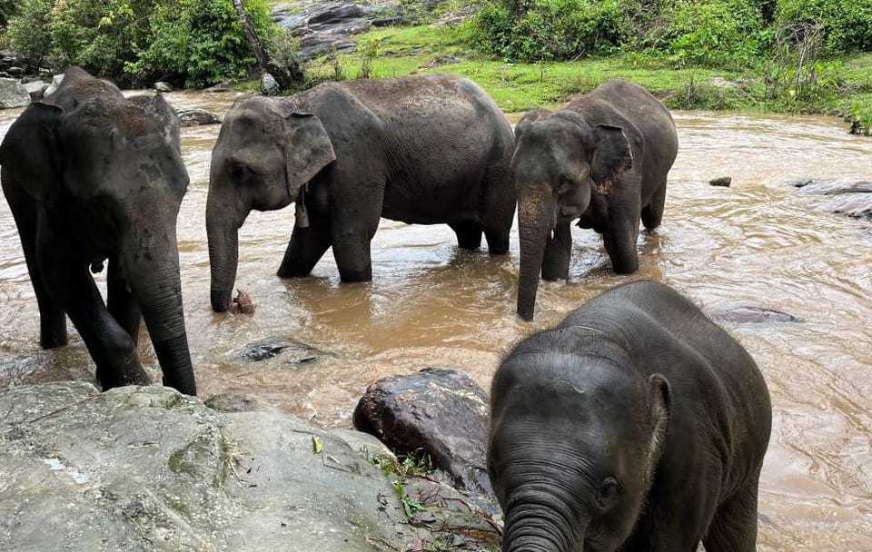Chiang Mai: Waterfall, Elephant Sanctuary and Bamboo Rafting