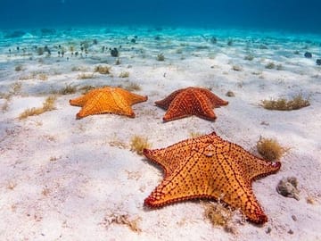 Catamaran Snorkel Tour in Roatán with Shipwreck Exploration