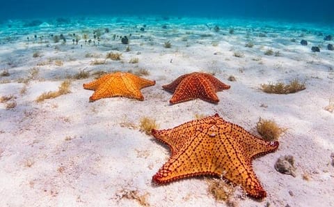 Catamaran Snorkel Tour in Roatán with Shipwreck Exploration