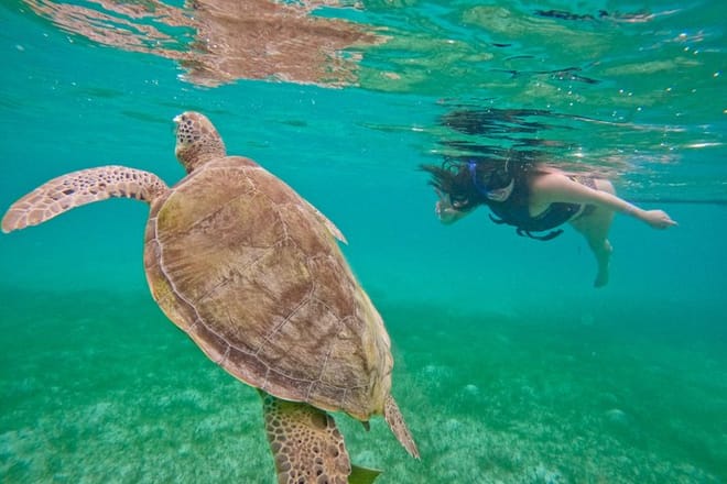 Santuario de tortugas Akumal Snorkel Experiencia marina
