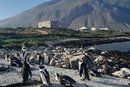 Half Day Penguins Boulders Beach and Cape Point Small Group Tour