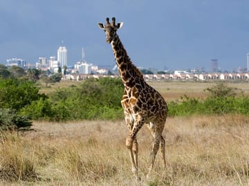 Nairobi National Park and Giraffe Center Private Tour