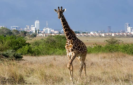 Nairobi National Park and Giraffe Center Private Tour