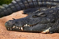Croco Park Safari Adventure with Convenient Transfers – Agadir