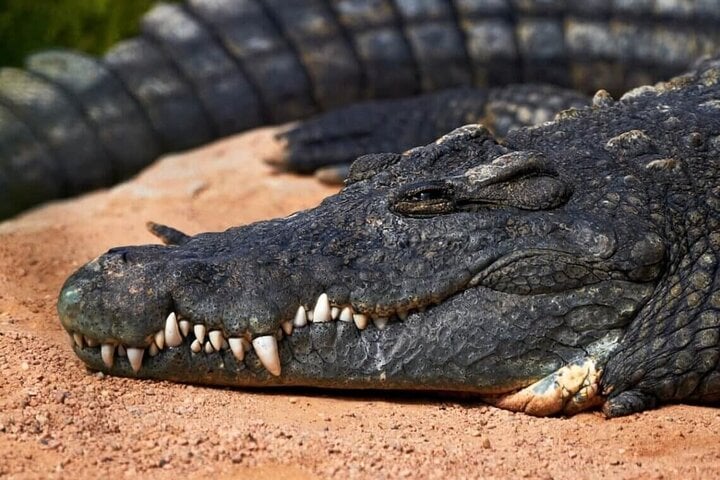 Croco Park Safari Adventure with Convenient Transfers – Agadir
