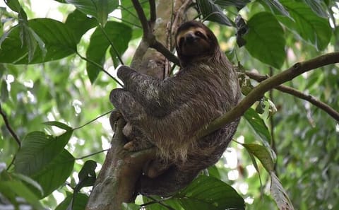 Guided Nature Tour of the Animal Rescue Center in San José