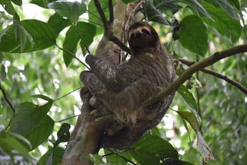 Guided Nature Tour of the Animal Rescue Center in San José