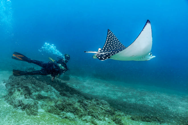 Dive Excursions for Certified Divers