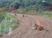 CLASSIC 6 DAYS 5 NIGHTS AMBOSELI NAKURU MAASAI MARA SAFARI 4