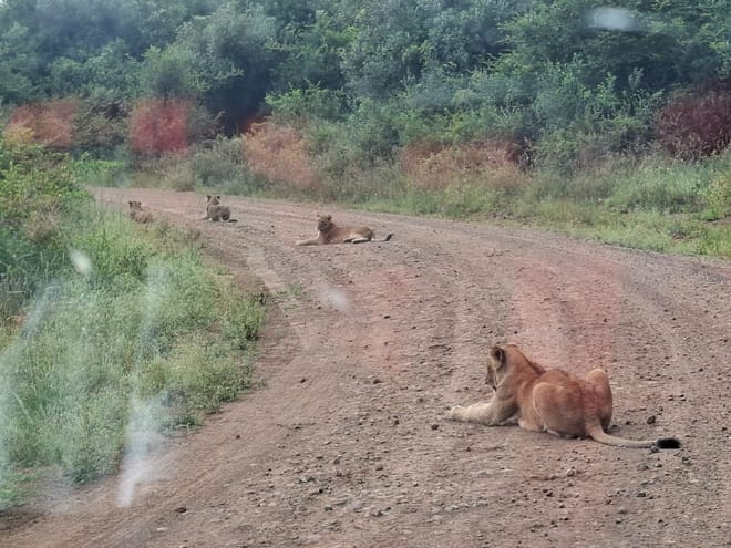 CLASSIC 6 DAYS 5 NIGHTS AMBOSELI NAKURU MAASAI MARA SAFARI 4