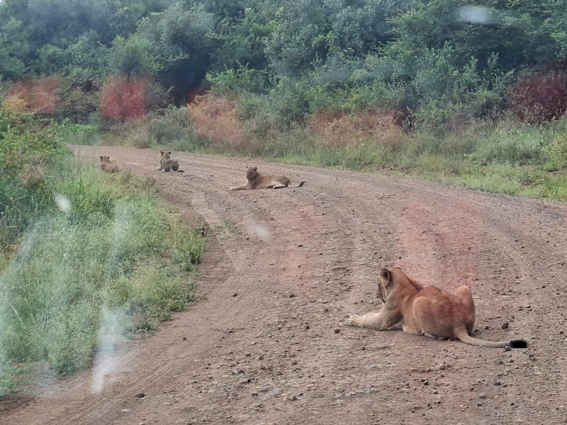 CLASSIC 6 DAYS 5 NIGHTS AMBOSELI NAKURU MAASAI MARA SAFARI 4