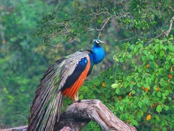 Day Trip to Wilpattu National Park from Colombo