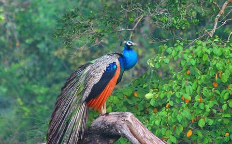 Day Trip to Wilpattu National Park from Colombo