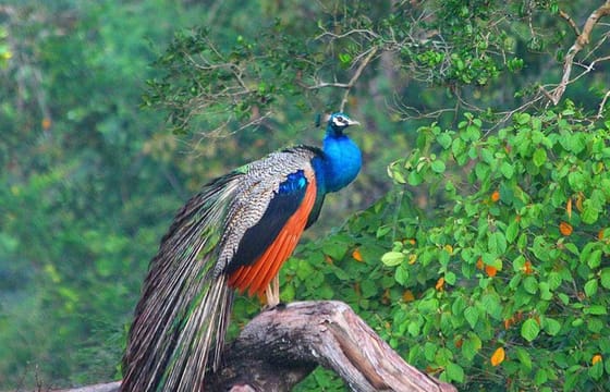 Day Trip to Wilpattu National Park from Colombo