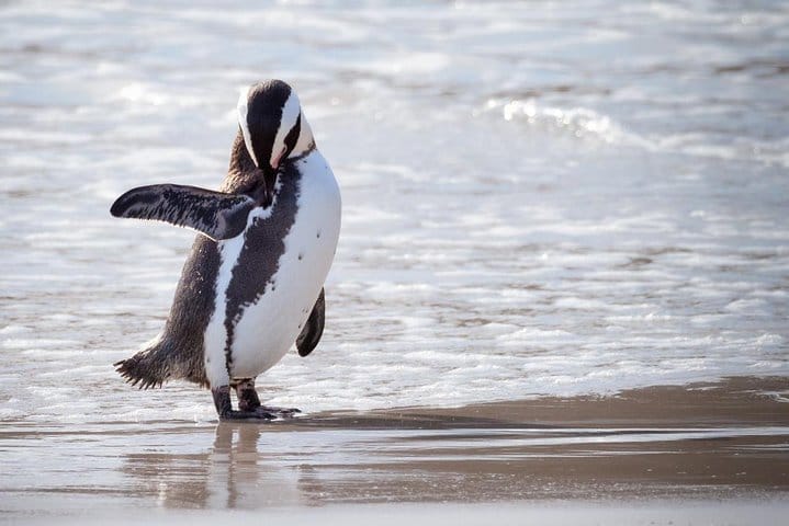 Cape of Good Hope and Boulder's Penguins Full Day Private Tour from Cape Town