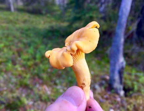 Goods of the Forest – Picking Trip of the Season’s Berries or Mushrooms, 3 Hours