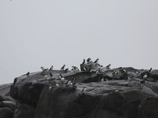 Premium Puffin Tour, photo 15