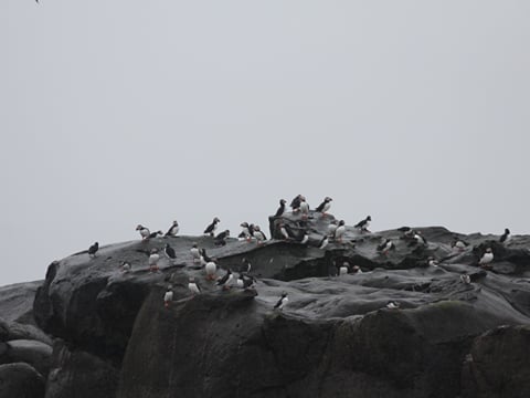 Premium Puffin Tour, photo 15