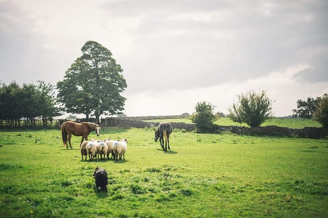 Beach & countryside horse riding. Donegal. Guided.  photo 2
