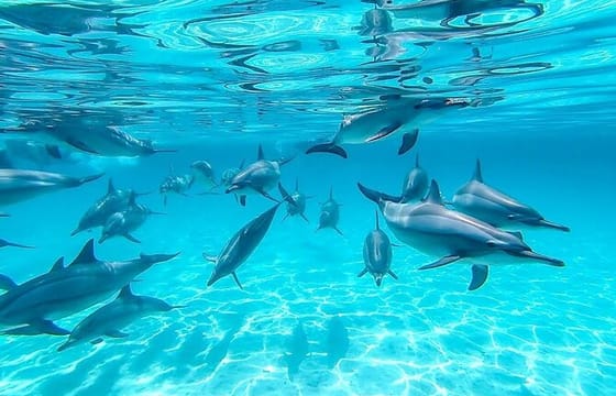 Hurghada: Boat Trip to Dolphin House – Swim with Dolphins in the Red Sea!