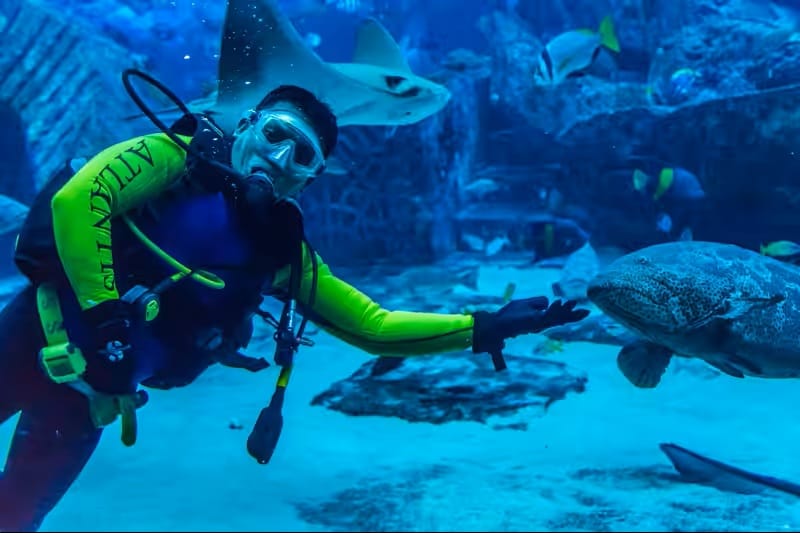 Dubai : Scuba Diving in Arabian Gulf Marine Life