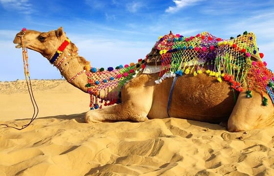 Day tour from Jaipur to Pushkar without Guide