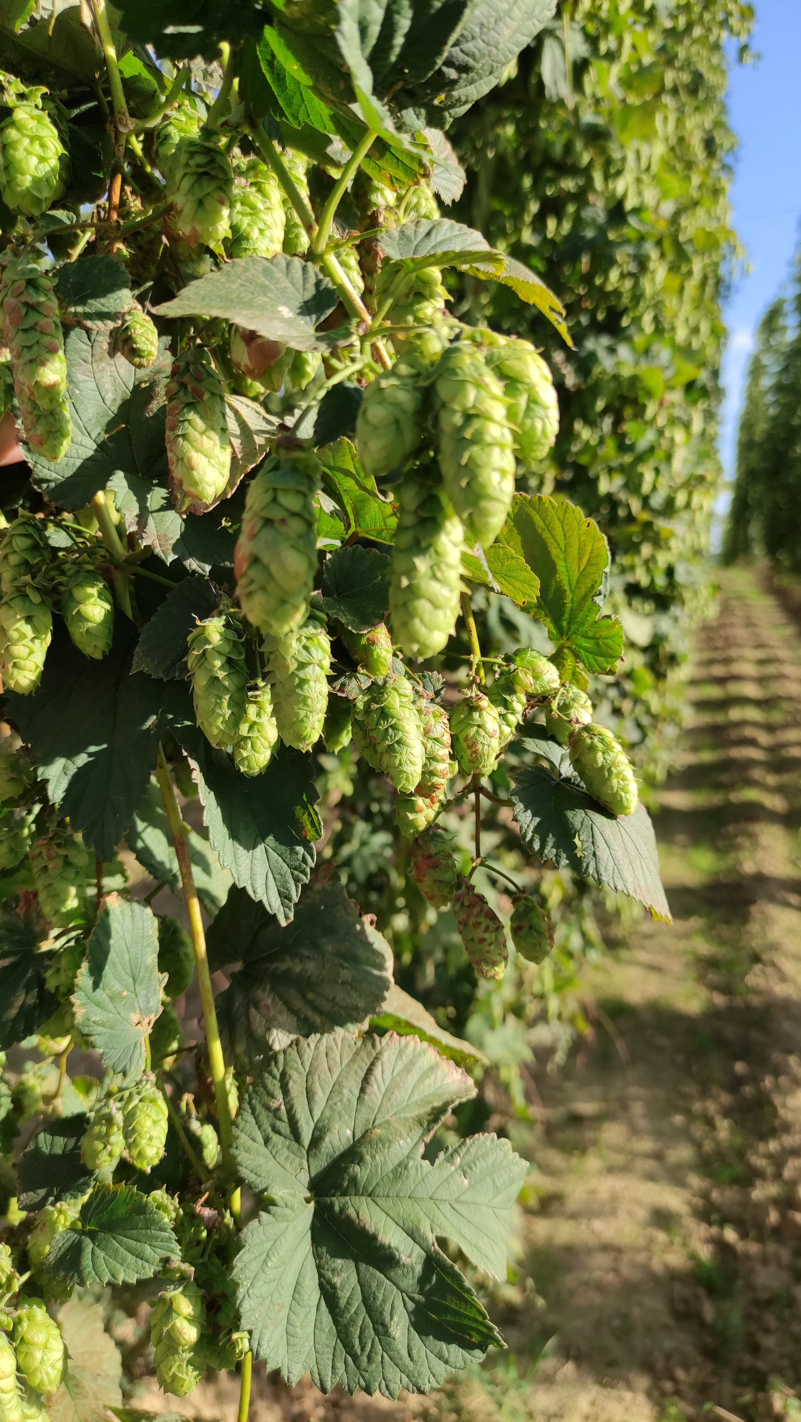 Hop Garden