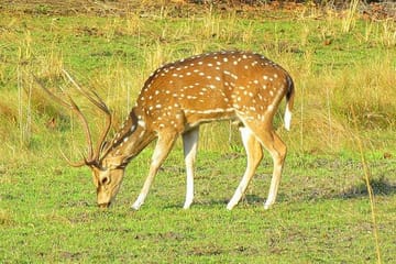 Wildlife Tour at Chitwan National Park