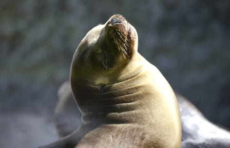 Two-Day Coastal Adventure from Lima to Paracas and Huacachina