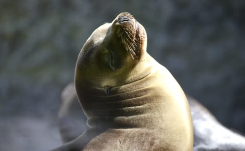 Two-Day Coastal Adventure from Lima to Paracas and Huacachina