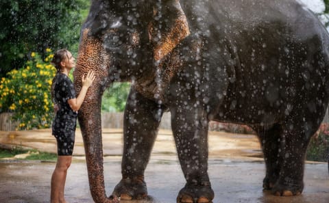 Elephant Feeding and Shower Experience in Phuket