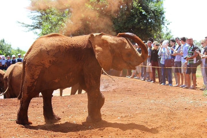 David sheldrick
