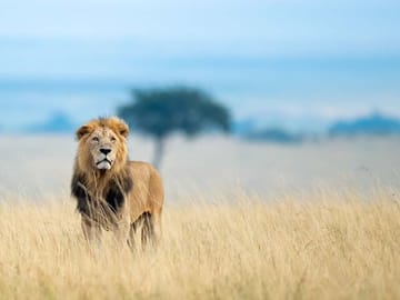 The lion in the Maasai Mara jungle