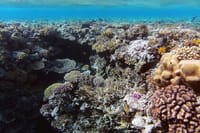 White Island &amp; Ras Mohamed Snorkeling &amp; Diving - Sharm El Sheikh