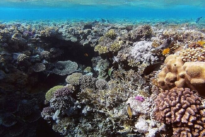 White Island &amp; Ras Mohamed Snorkeling &amp; Diving - Sharm El Sheikh