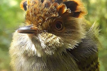 Full-Day Wildlife Safari in Cerros de Amotape National Park