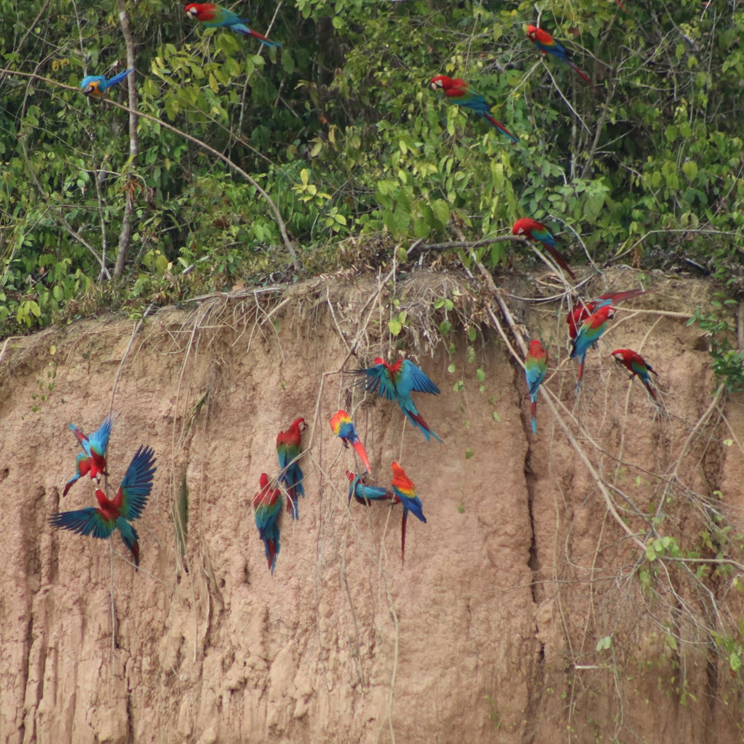 Machu Picchu and Amazon Rainforest of Peru 9D/8N