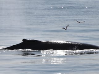 Whales & Lava Show, photo 8