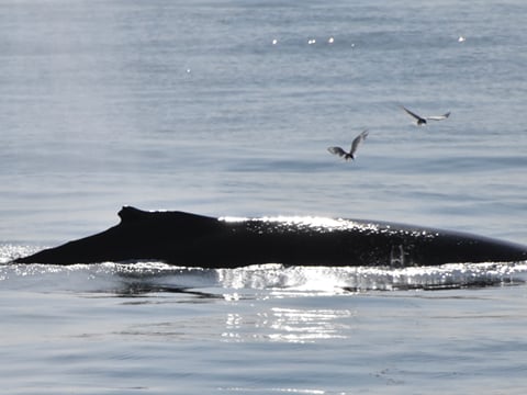 Whales & Lava Show, photo 8