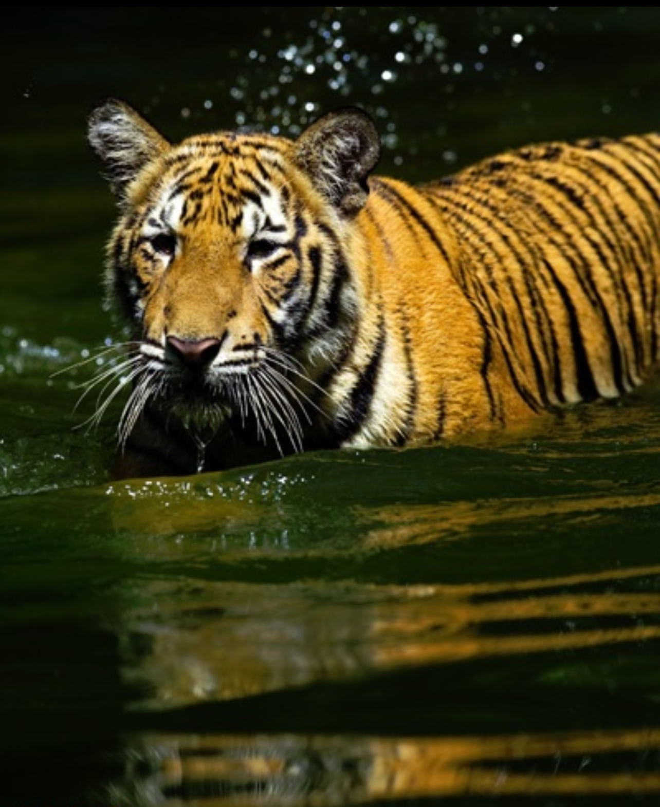 النمور الماليزية المذهلة حضور قوي لأحد أروع الحيوانات المفترسة في الغابة الماليزية