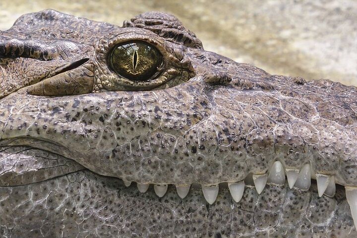 Everglades National Park with Hotel Pick up in Miami