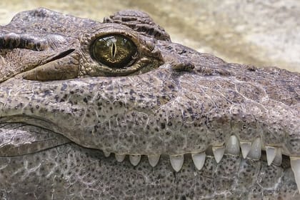 Everglades National Park with Hotel Pick up in Miami