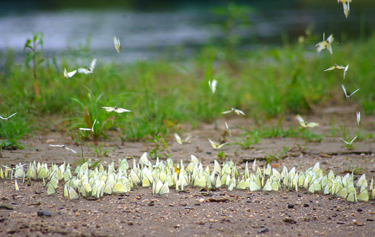 Ba Be National Park Jungle Trails Trekking 2-day