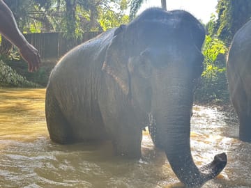 From Phuket to Khao Lak Elephant Sanctuary Half-Day Tour with Lunch
