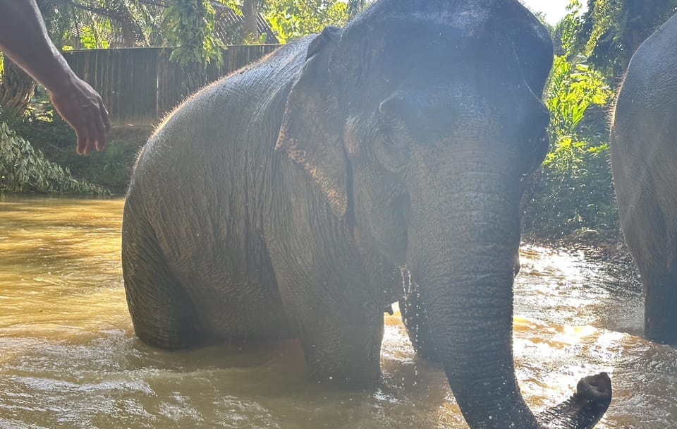 From Phuket to Khao Lak Elephant Sanctuary Half-Day Tour with Lunch