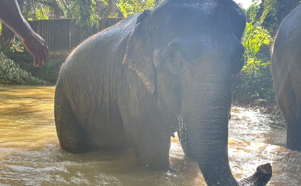 From Phuket to Khao Lak Elephant Sanctuary Half-Day Tour with Lunch