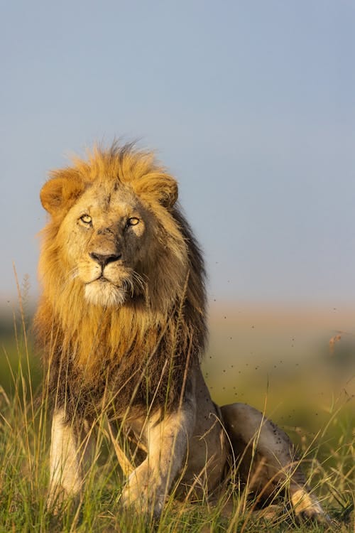 King of the Jungle- Masai Mara