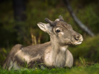 Private Eastfjords Seasonal Wildlife Tour from Seyðisfjörður, photo 17