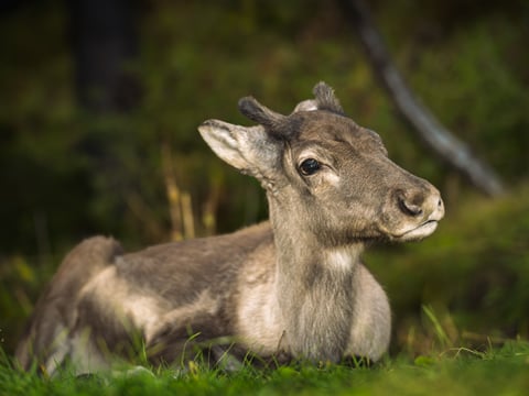 Private Eastfjords Seasonal Wildlife Tour from Seyðisfjörður, photo 17
