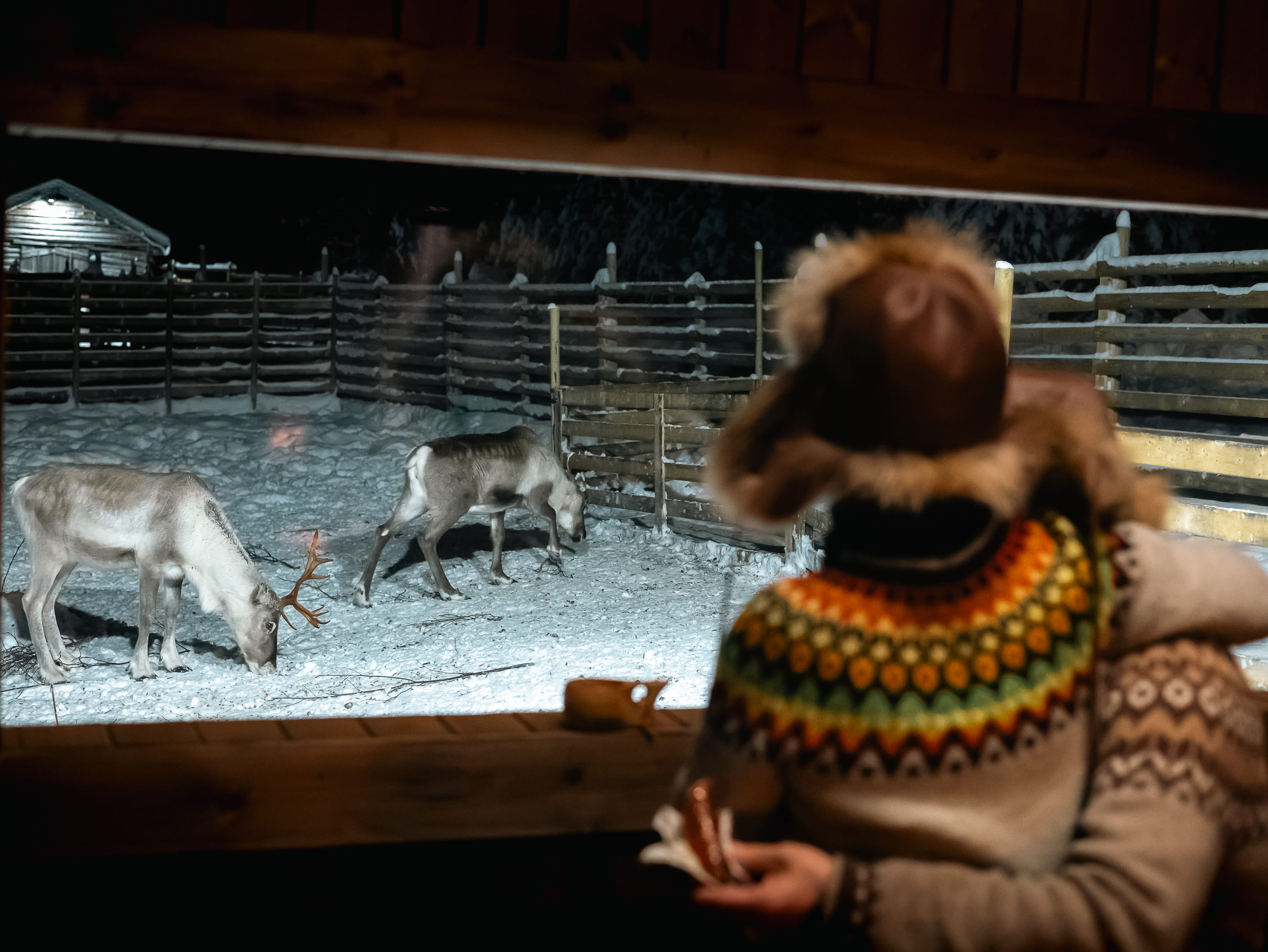 Woman and man in a warmed hut with a window watching the reindeer.